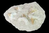 Fossil Mackeral Shark (Otodus) Teeth - Composite Plate #137335-2